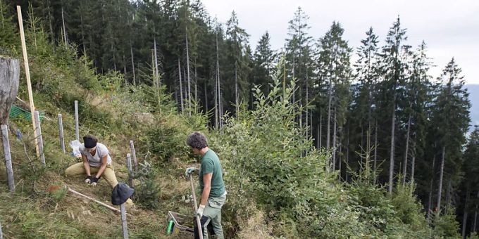 Freiwillige Helfer pflanzen im Kanton Luzern Jungbäume zu pflanzen. Bäume