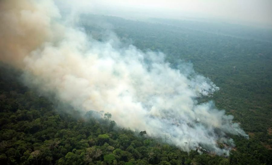 Amazonas Greenpeace Weltwirtschaftsforum