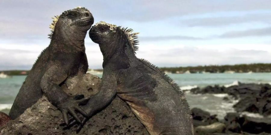 Zwei Meerechsen auf den Galapagos-Inseln. Die Inseln zählen wegen ihrer besonderen Flora und Fauna seit 1978 zum Unesco-Weltnaturerbe. Foto: Guillermo Legaria/efe/epa/dpa