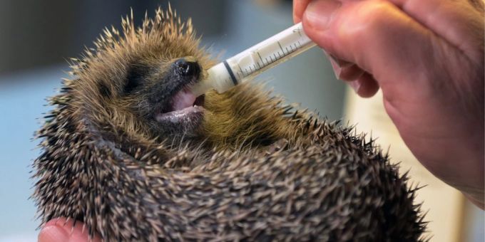 Ein Igel wird im Igelzentrum Maggia TI aufgepäppelt. (Archivbild) Igel