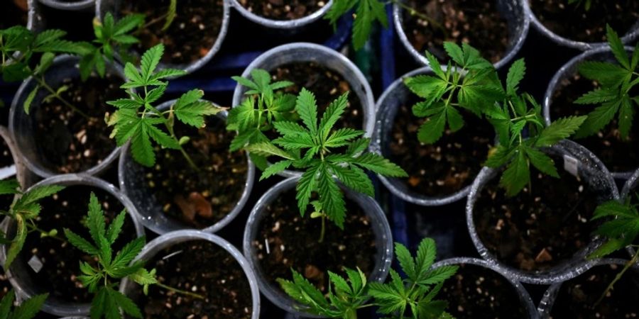 Junge Cannabispflanzen