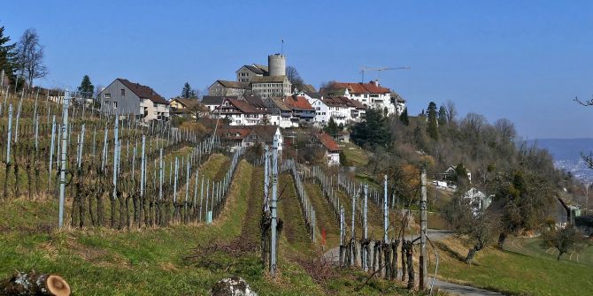 Regensberg Schweiz Weinbau