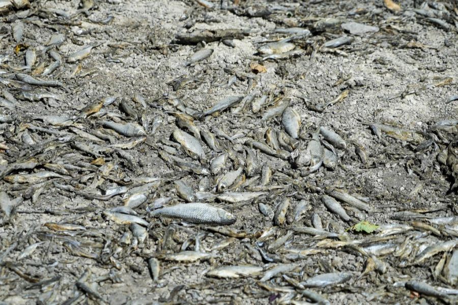 Tote Fische liegen auf dem ausgetrockneten Bett des Flusses Tille in Lux, Frankreich, Dienstag, 9. August 2022.