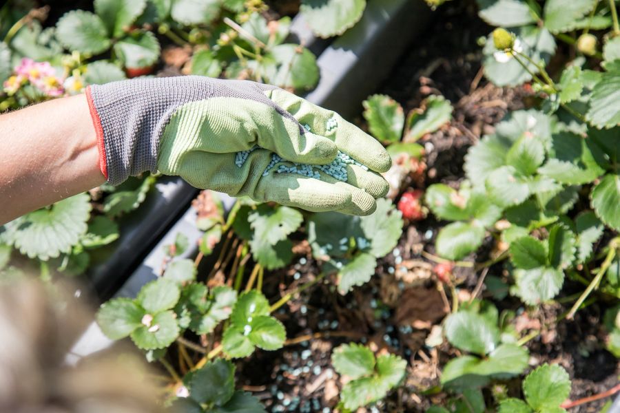 Schneckenkorn Erdbeeren Garten Pflanzen Hand Schädlingsbekämpfung