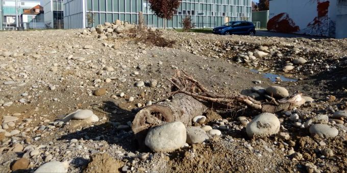 Neue Ruderalfläche Untere Brühl Neue Ruderalfläche Untere Brühl