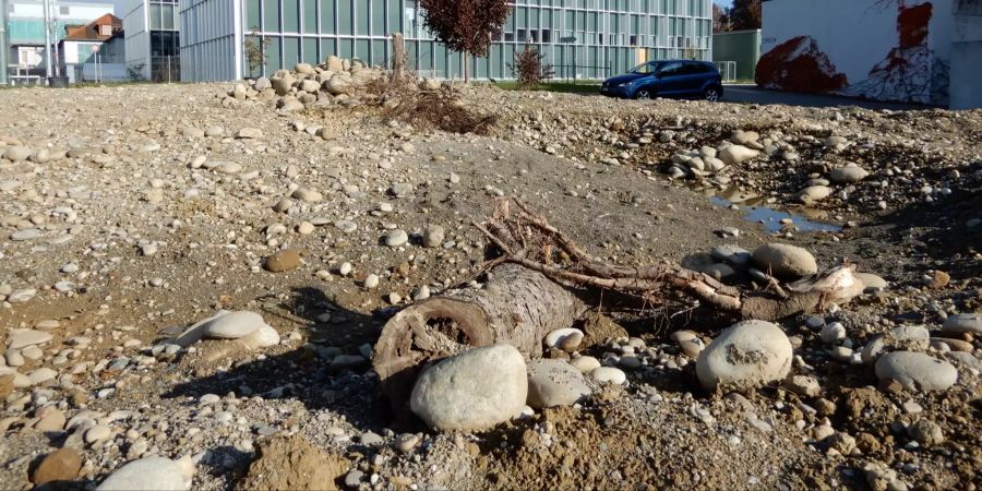 Neue Ruderalfläche Untere Brühl
