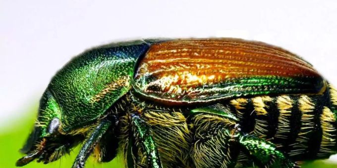 Der Japankäfer (Popillia japonica) stammt ursprünglich aus Asien. Foto: Olaf Zimmermann/LTZ Augustenberg/dpa Der Japankäfer (Popillia japonica) stammt ursprünglich aus Asien. Foto: Olaf Zimmermann/LTZ Augustenberg/dpa