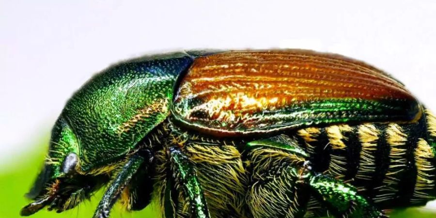 Der Japankäfer (Popillia japonica) stammt ursprünglich aus Asien. Foto: Olaf Zimmermann/LTZ Augustenberg/dpa