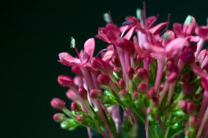 Die leuchtende Spornblume (Centhranthus). Spornblume