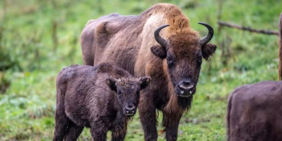 Zwei Wisente stehen im Gehege der «Wisent-Wildnis» in Bad Berleburg. Foto: Dieter Menne/dpa