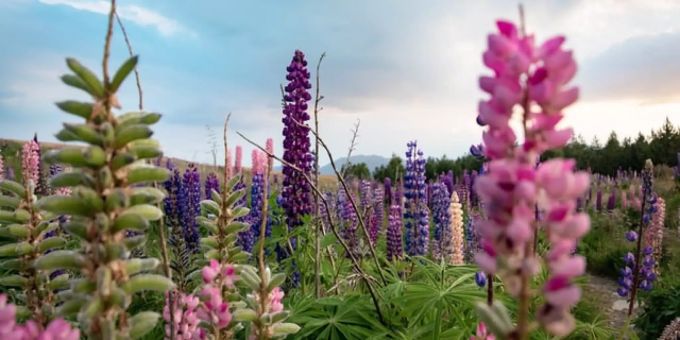 Genussmagazin - Warum Sie regelmässig Lupinen essen sollten