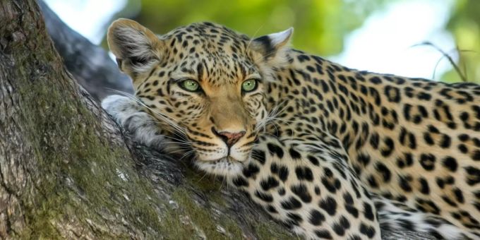 Ein Leopard. (Symbolbild) Leopard
