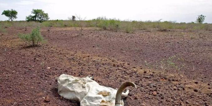 Ein totes Rind liegt auf ausgetrocknetem Boden in Falaise de Bandiagara in Mali (Archivbild). Die Klimafinanzierung durch reichere Länder gilt als wichtige Grundlage für einen Erfolg der Verhandlungen bei der bevorstehenden UN-Klimakonferenz COP26. Foto: epa Bothma/epa/dpa Ein totes Rind liegt auf ausgetrocknetem Boden in Falaise de Bandiagara in Mali (Archivbild). Die Klimafinanzierung durch reichere Länder gilt als wichtige Grundlage für einen Erfolg der Verhandlungen bei der bevorstehenden UN-Klimakonferenz COP26. Foto: epa Bothma/epa/dpa