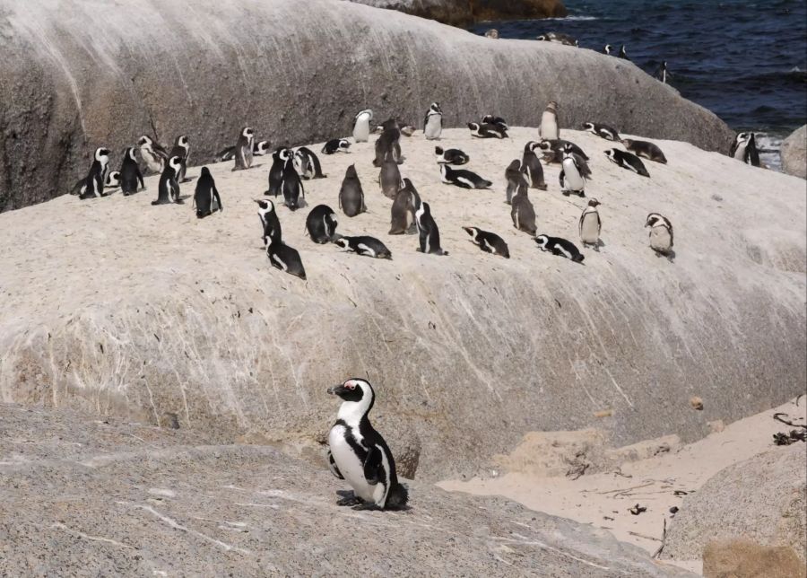 Pinguine auf Felsen