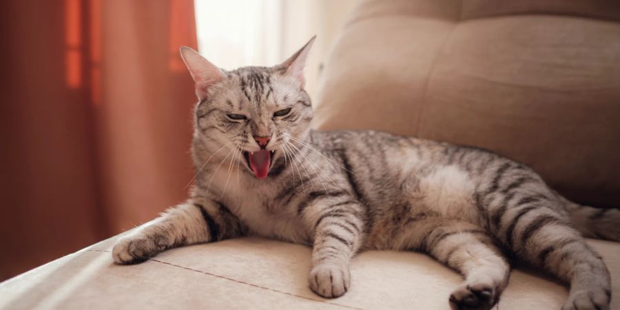 Da Katzen ihren Freiraum brauchen, sollte Nähe nie erzwungen werden.