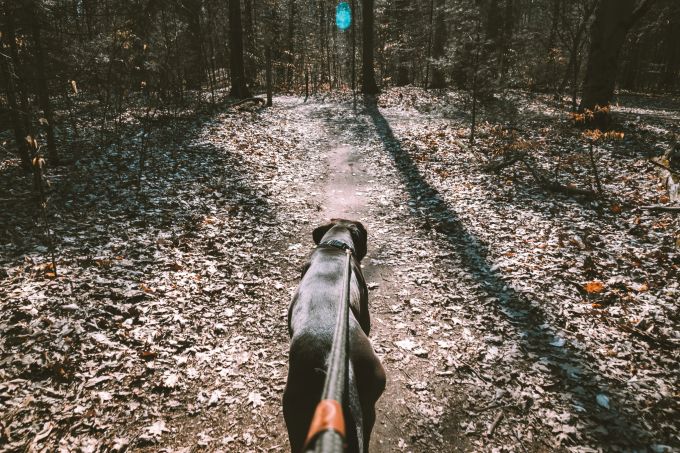 Hundehalter sollten ihre Tiere zum Schutz vor dem Virus angeleint lassen. (Symbolbild) Hund Leine Wald Virus