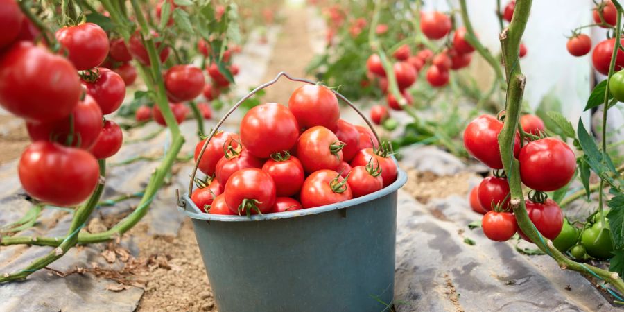 Tomaten sind das ultimative Sommergemüse und haben ein intensives Aroma.