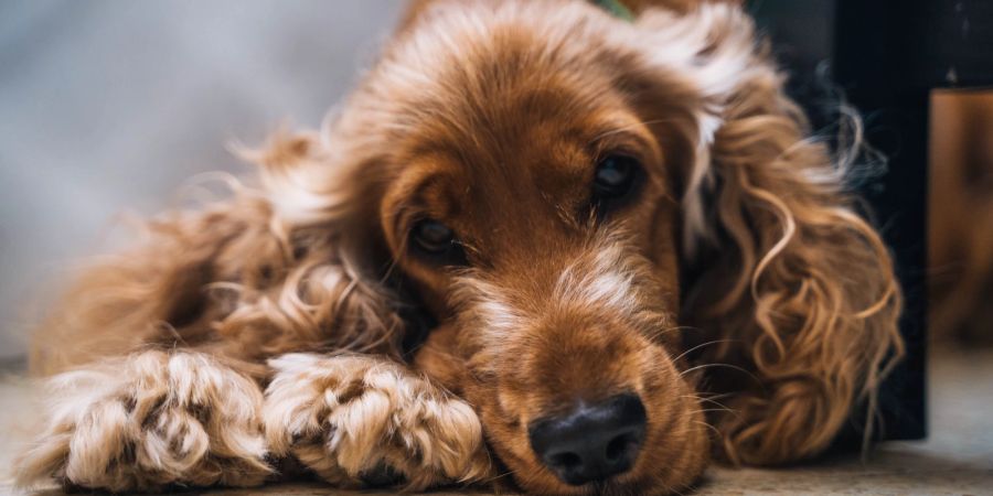 Hund liegt auf dem Boden