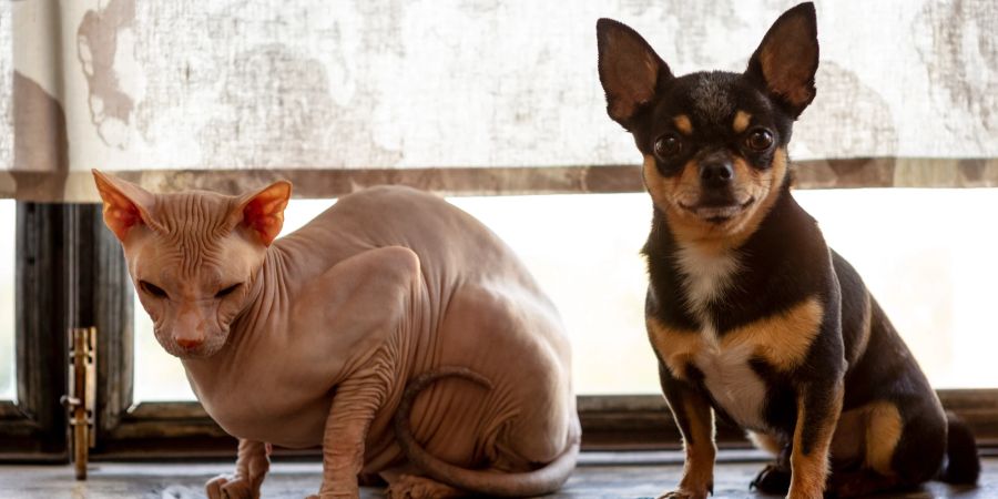 Sphynx-Katzen und Chihuahua