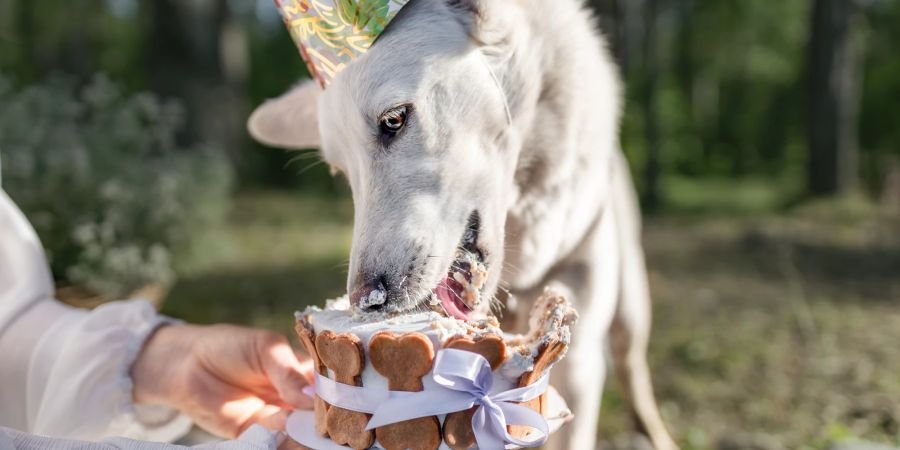 Hund isst Geburtstagstorte