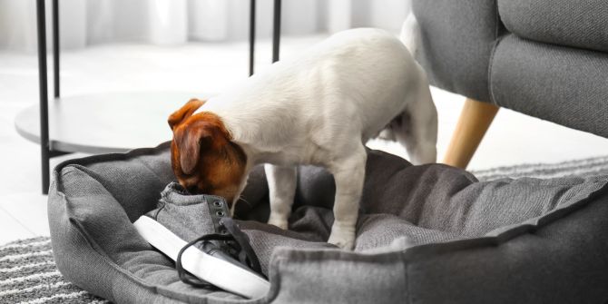 Hund Schuhe frisst