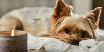Kerze im Vordergrund, Hund im Hintergrund