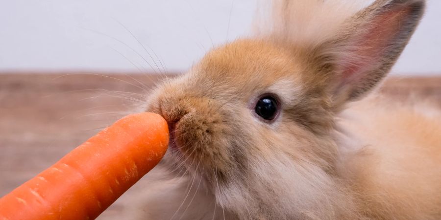 Wird das Futter der Kaninchen mit Wasser besprüht, nehmen sie etwas zusätzliche Flüssigkeit auf.