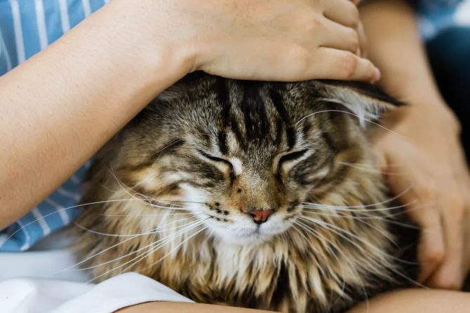 Katze auf dem Schoss geniesst Streicheleinheit