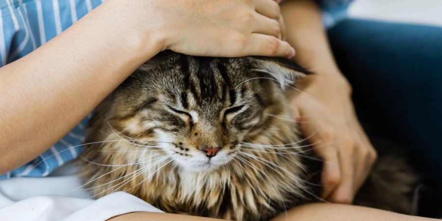 Katze auf dem Schoss geniesst Streicheleinheit