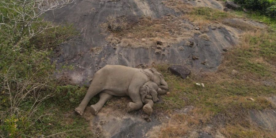 Elefant Mutter Kalb verloren