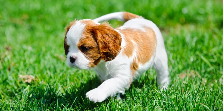 Cavalier King Charles Spaniel