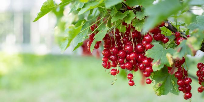 Reife, rote Johannesbeeren