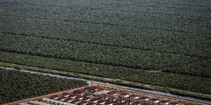 Weite Teile des Regenwaldes werden für Palmöl-Plantagen abgeholzt. palmöl regenwald
