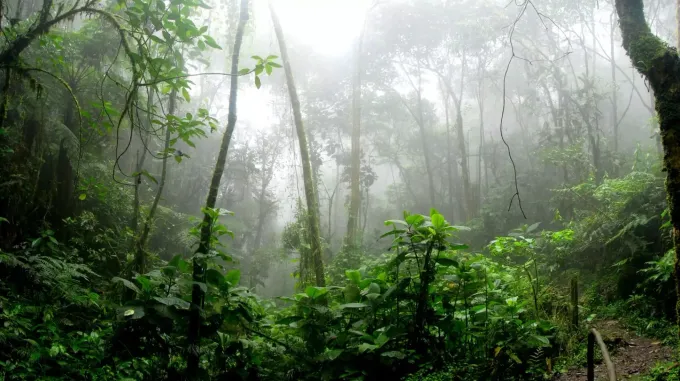 Einblick in den Amazonas