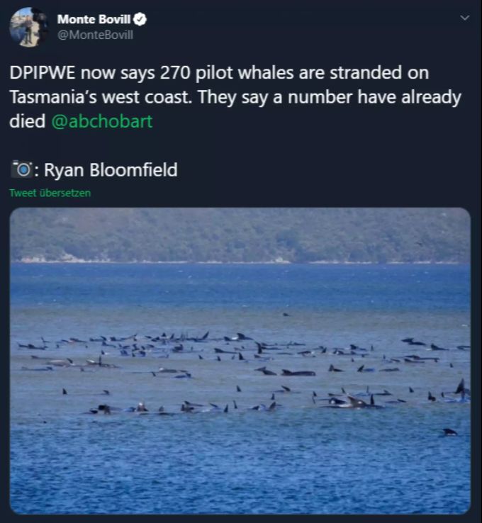 Die gestrandeten Wale vor der Insel Tasmanien. wale tasmanien