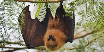 Neues Angebot für Familien: Ab ins Fledermausversteck!