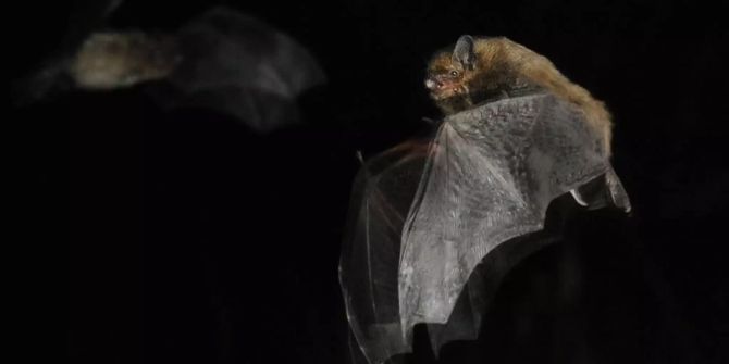 Fledermaus Riesenabendsegler