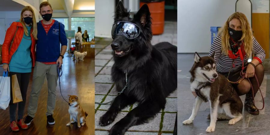 Hundeherbst Suhr