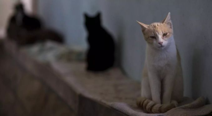 Die Überpopulation von streunenden Katzen kann durch Kastration vermieden werden. Streuner Katze Spenden Kastration