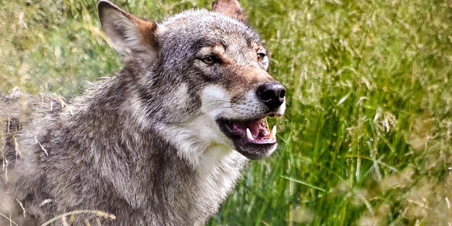 Im Gebiet der Schwyzer Gemeinde Schübelbach hat vermutlich ein Wolf ein Schaf gerissen. (Symbolbild)