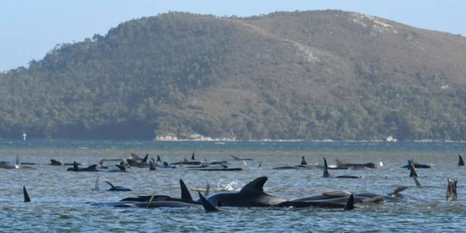 Grindwale in der Bucht von Macquarie Harbour. Grindwale