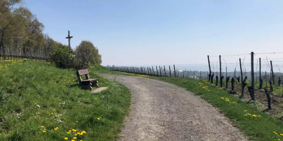 Zurückschneiden von Bäumen und Sträuchern