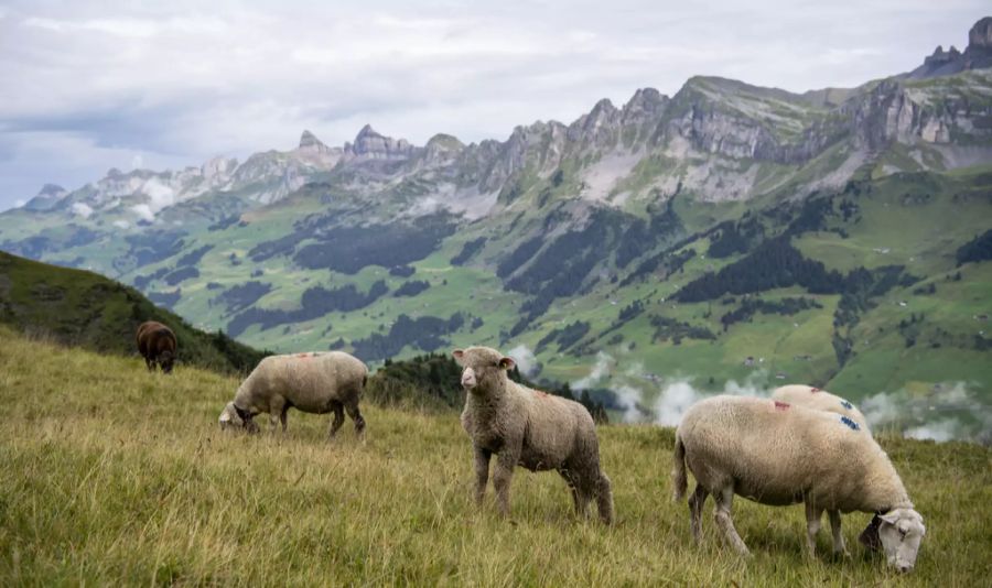 Schweizer Berghilfe Bauern Spenden