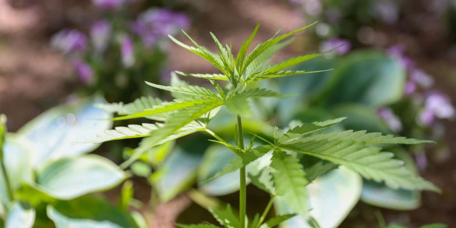 Die Cannabispflanze ist auf Spielplätzen ein ungebetener Gast.