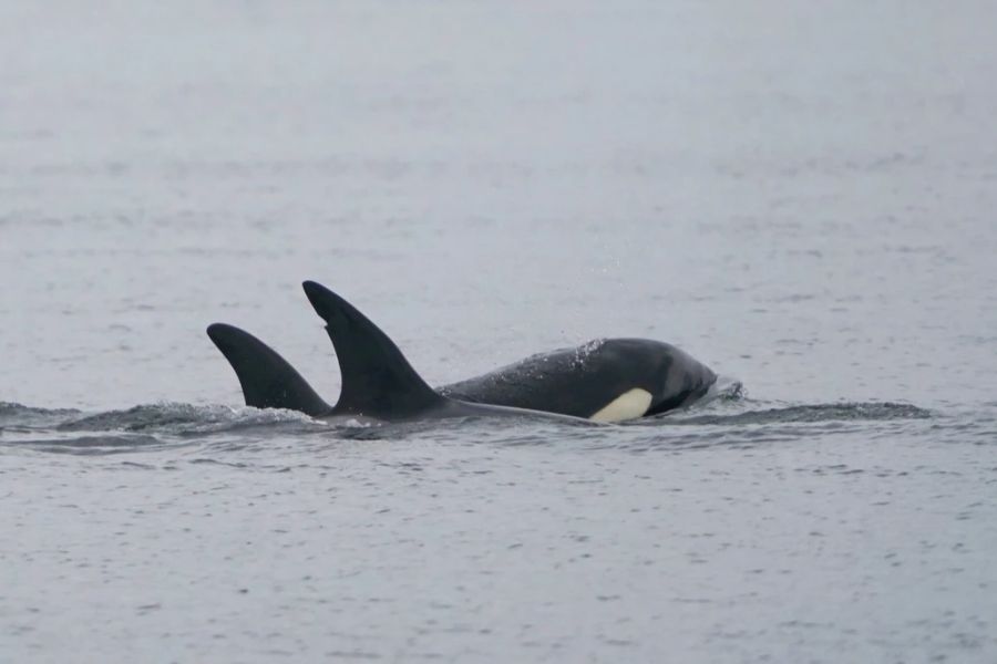 Drei Orcas begannen, immer wieder mit Anlauf auf das Schiff loszugehen. (Symbolbild)