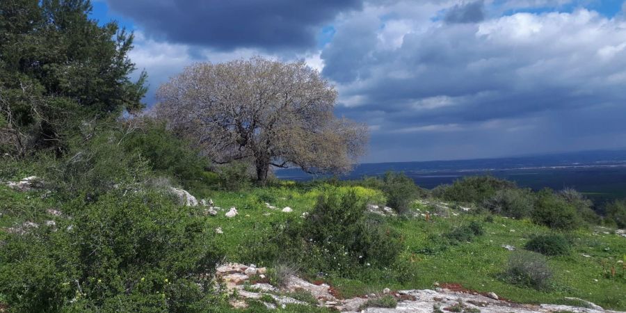Der Megiddo-Wanderweg in Israel führt durch das Biosphärenreservat Ramot Menashe - es geht vorbei an Wiesen, Wäldern, Bächen sowie historischen Stätten.