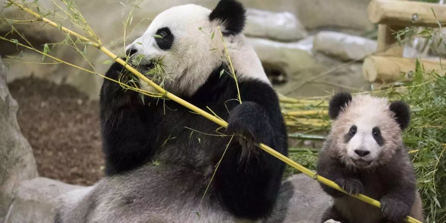 Der Kleine Yuan Meng mit seiner Mutter Huan Huan.