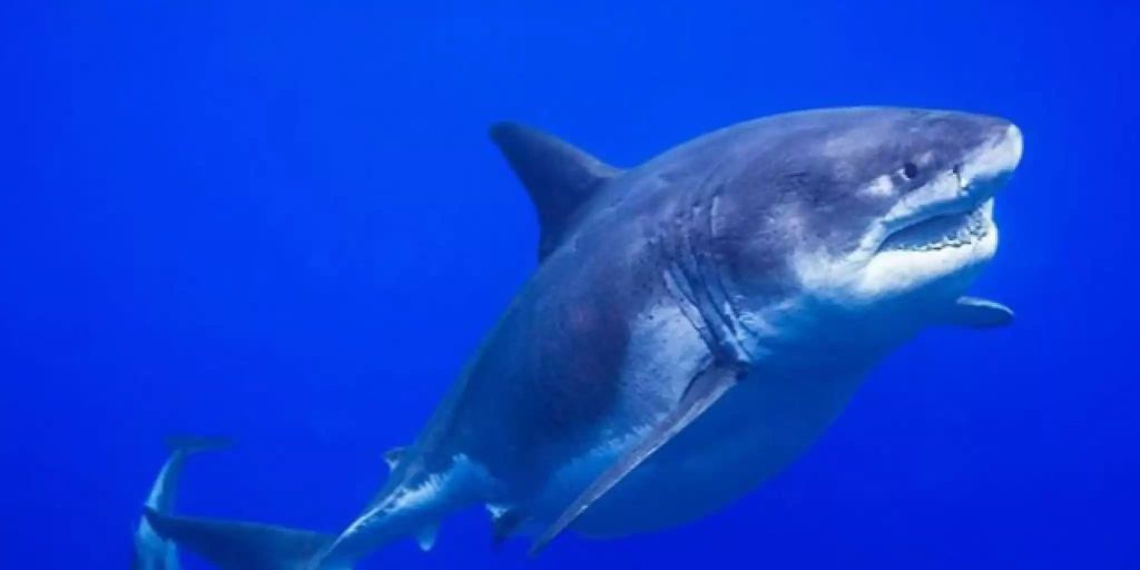 Weisser Hai Schwimmt In Hawaii Friedlich Mit Delfinen Und Tauchern