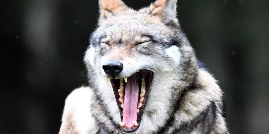 Ein Wolf in einem Gehege