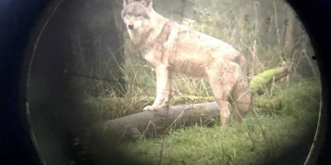 Der Kanton Uri hat einen Wolf zum Abschuss freigegeben, der im Urserental neun Schafe gerissen hat. (Symbolbild) Wolf